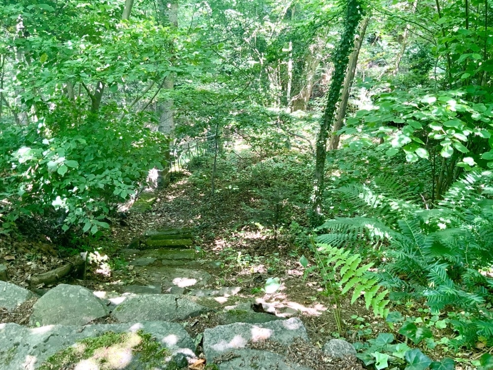 Verwunschene Wege im Waldteil