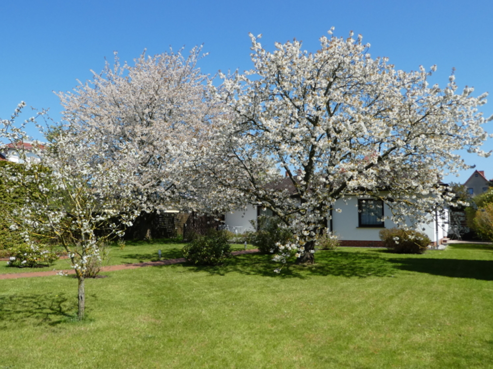 Kirschblüte im Frühjahr