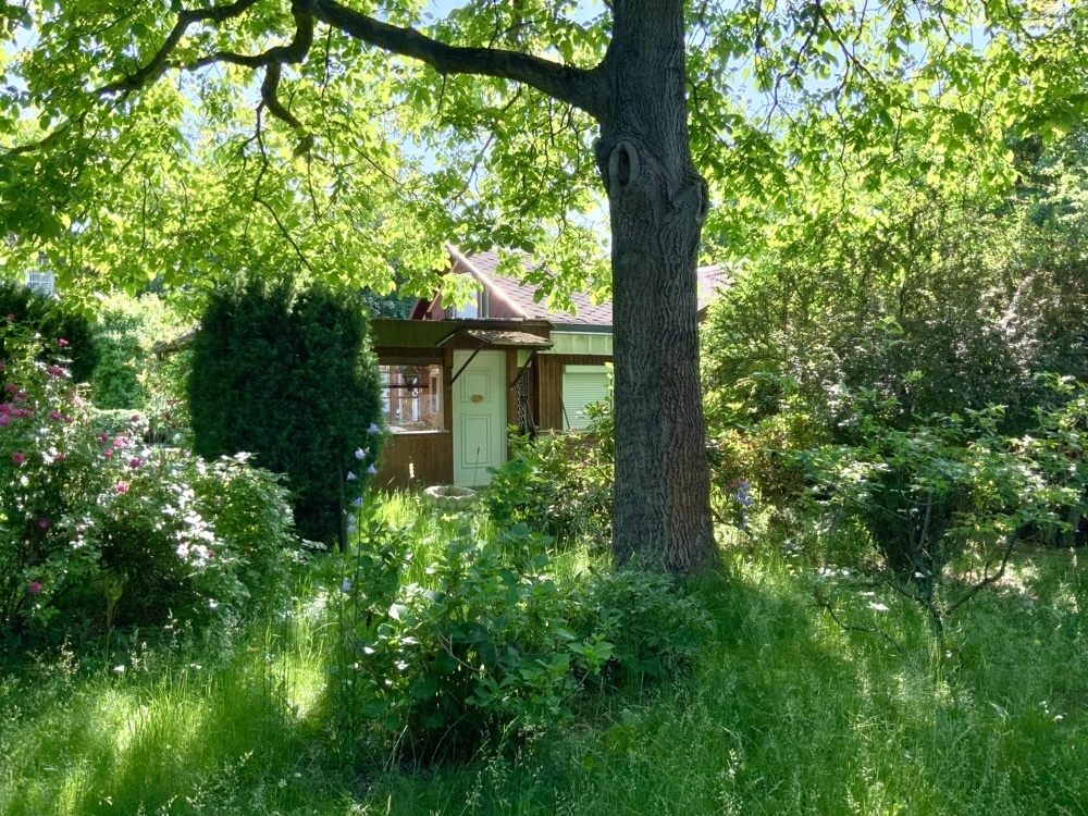 Gewachsener Baumbestand