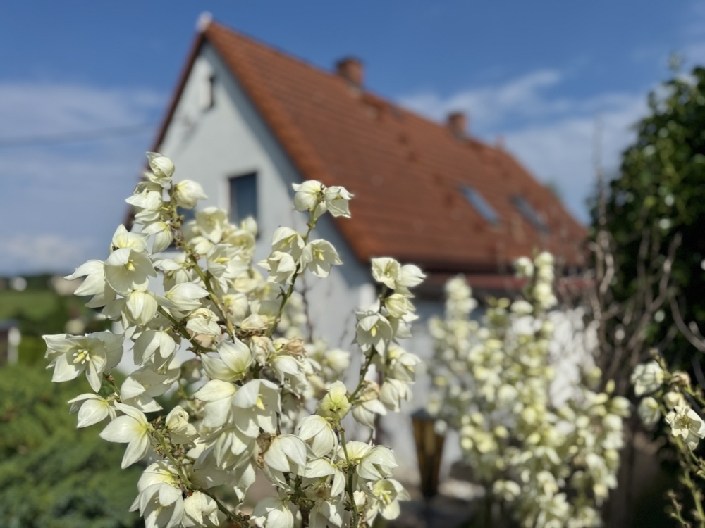 Gartenimpressionen