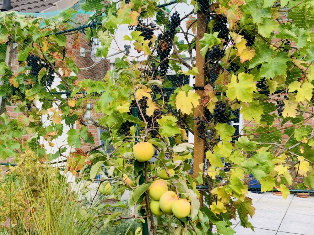 Ernte an der Terrasse