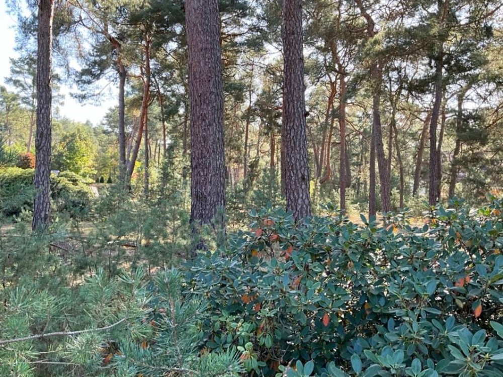 verwirklichen Sie Ihre Träume