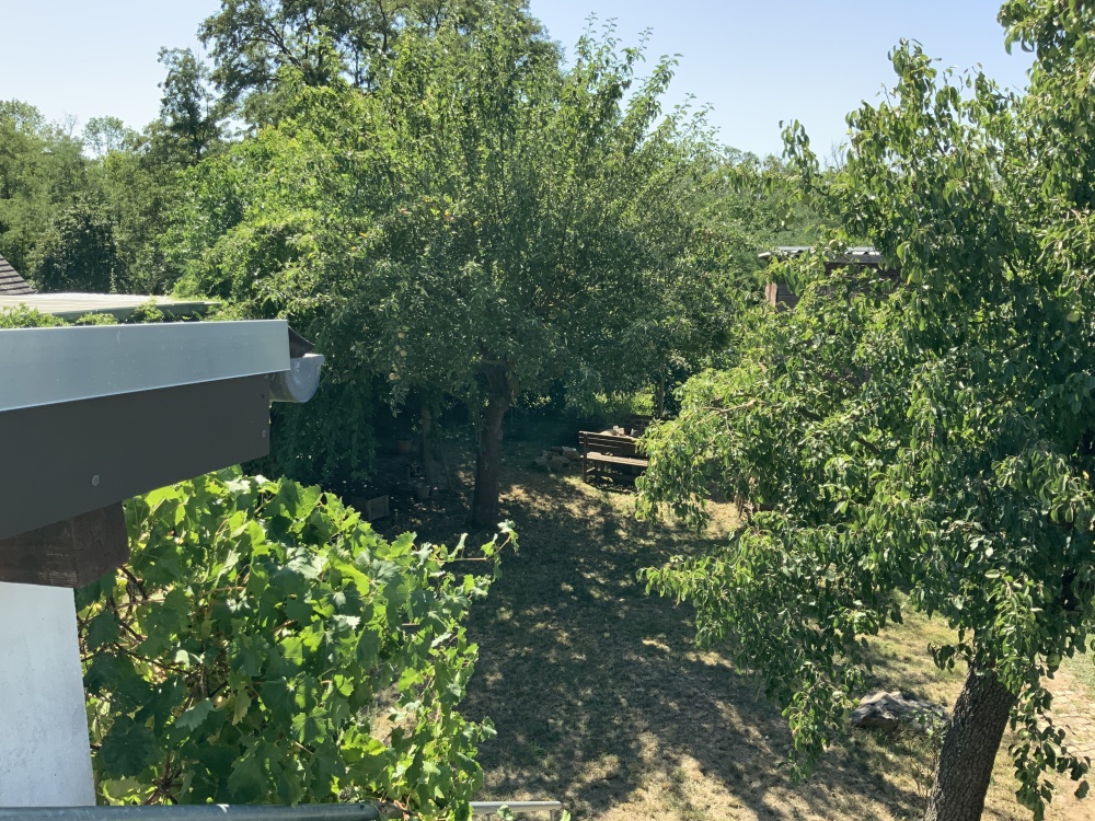 Blick in den Garten