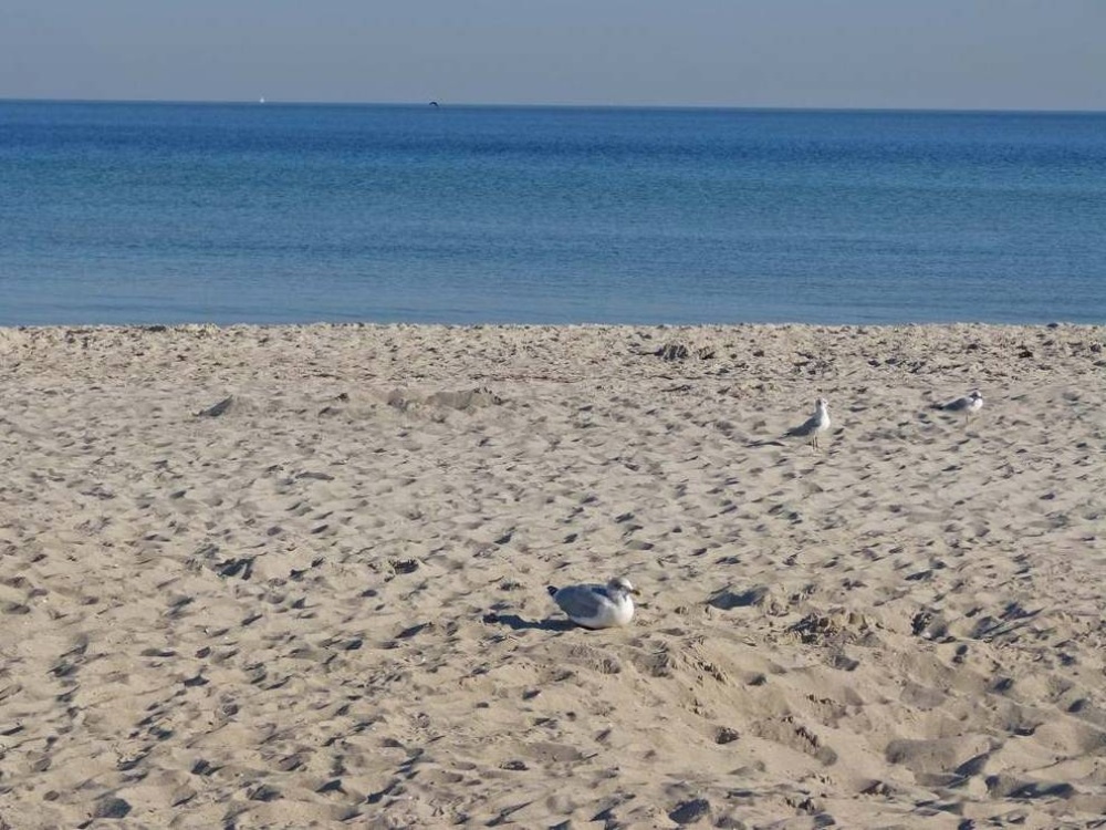 feiner Sandstrand auf Poel