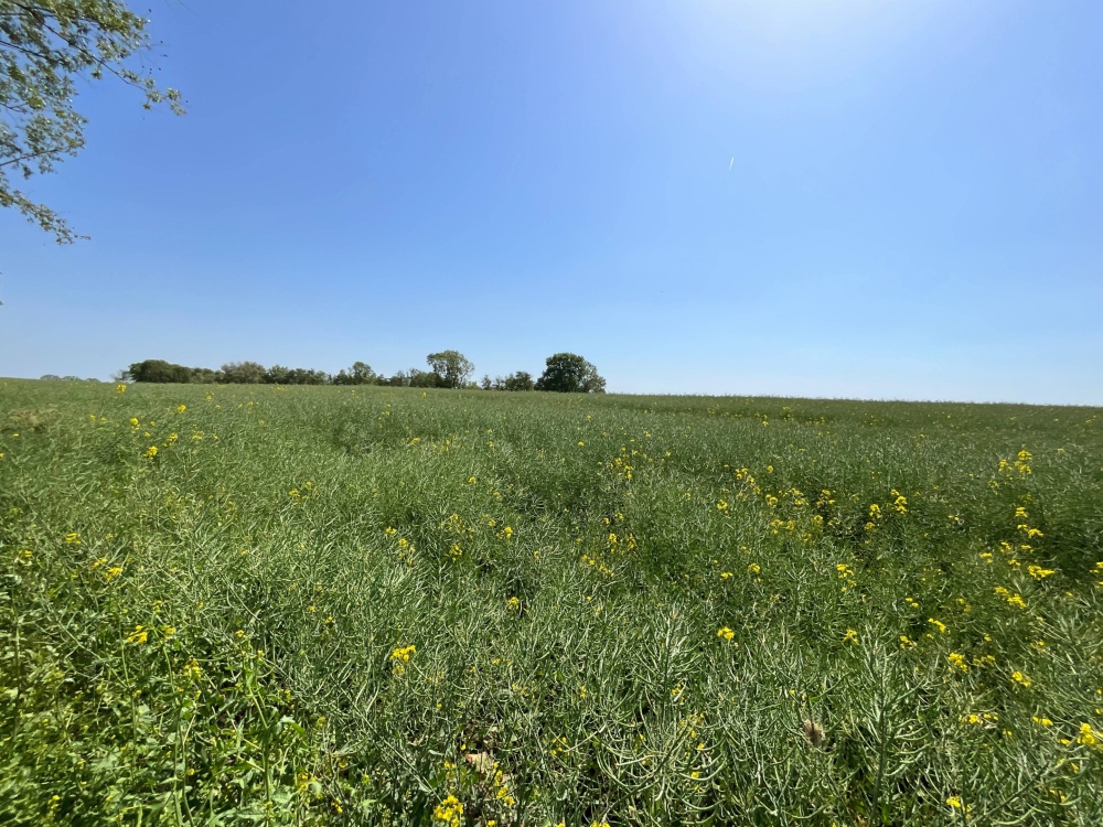 Blick auf das freie Feld
