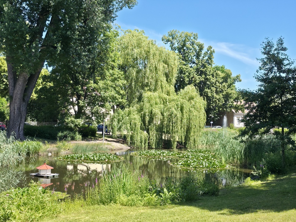 Dorfteich