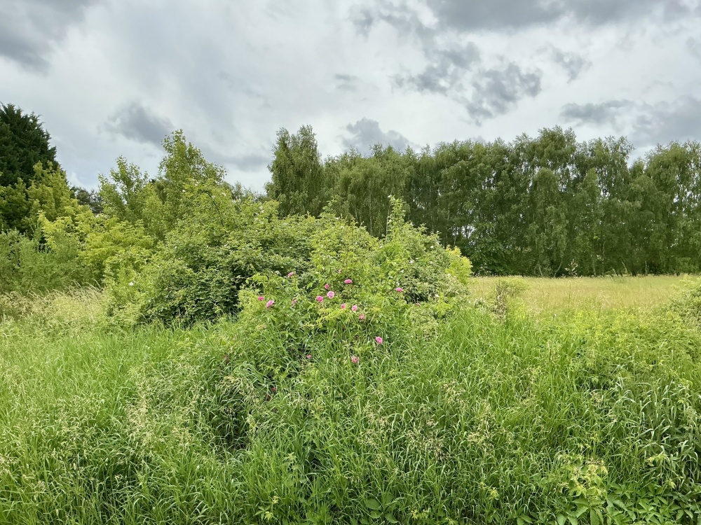grüne Umgebung
